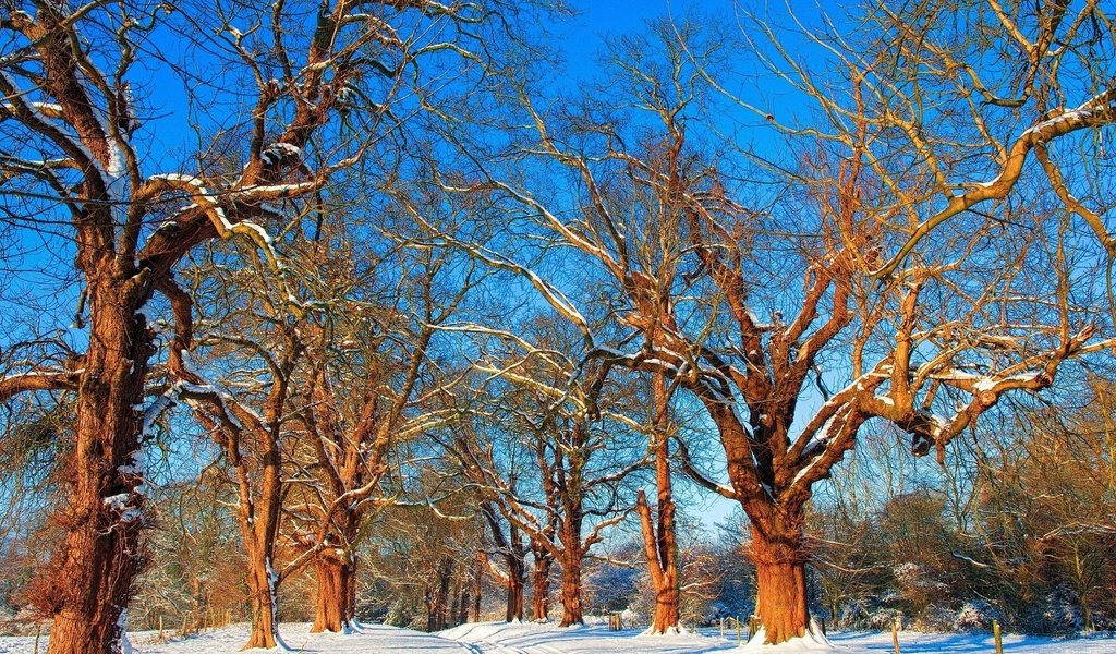 Обои небо, дорога, деревья, снег, зима, ветки, the sky, road, trees, snow, winter, branches разрешение 2560x1600 Загрузить