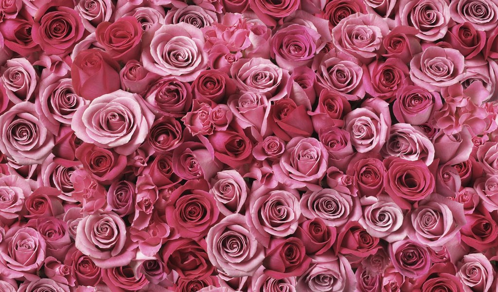 Обои цветы, бутоны, розы, лепестки, cvety, krasivo, rasteniya, flowers, buds, roses, petals разрешение 1920x1200 Загрузить