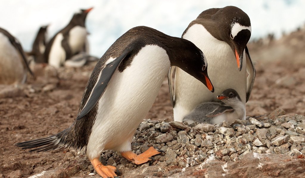 Обои камни, животные, птицы, пингвины, антарктика, пингвинята, stones, animals, birds, penguins, antarctica, babies разрешение 2560x1600 Загрузить