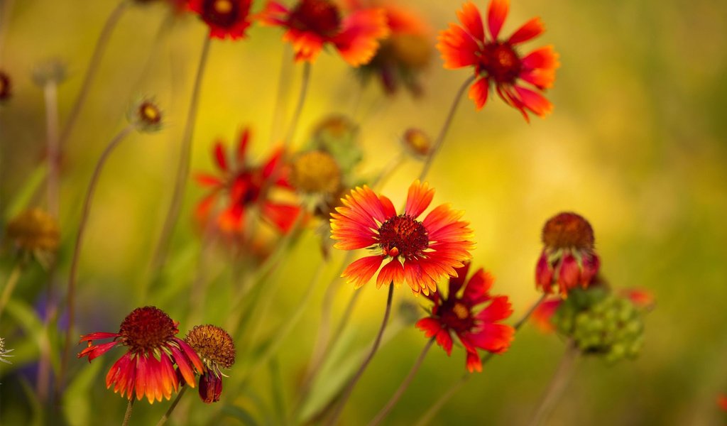 Обои макро, лепестки, стебли, cvety, makro, foto, yarkie, rastenie, cveta, гайлардия, macro, petals, stems, gaylardiya разрешение 2740x1626 Загрузить