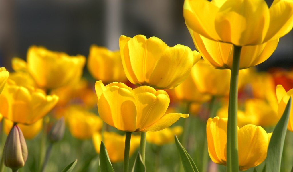 Обои цветы, тюльпаны, желтые, cvety, tyulpany, butony, zhyoltye, леспестки, flowers, tulips, yellow, lepestki разрешение 2560x1440 Загрузить