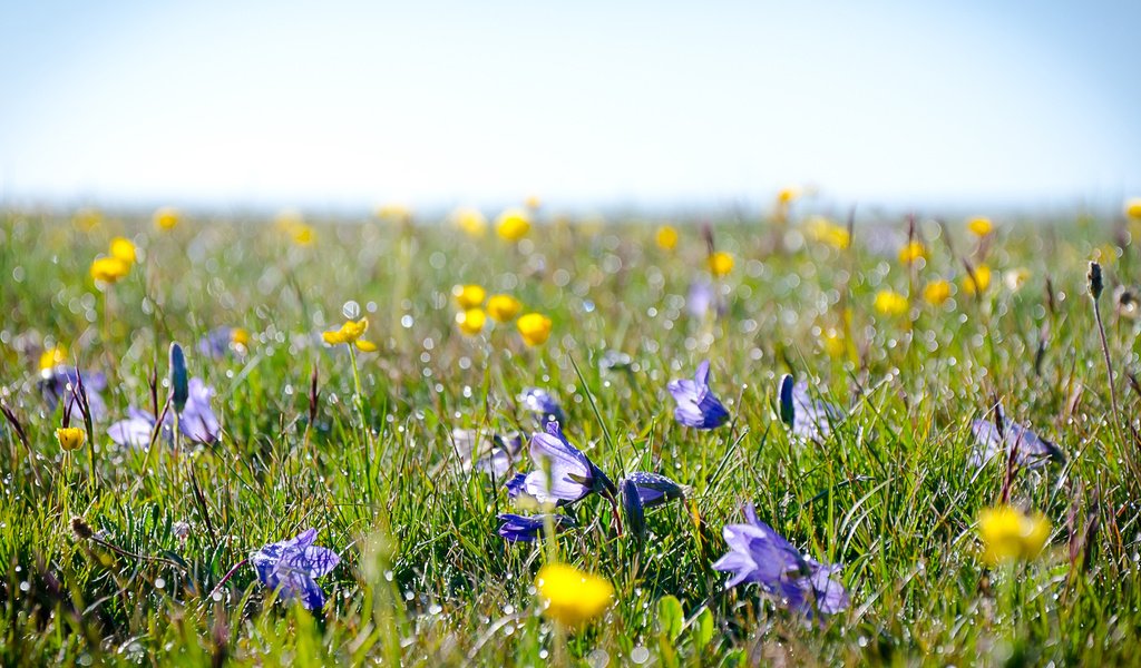 Обои цветы, lug, alpijskie, трава, поле, роса, луг, полюс, полевые цветы, cvety, trava, flowers, grass, field, rosa, meadow, pole, wildflowers разрешение 1920x1183 Загрузить