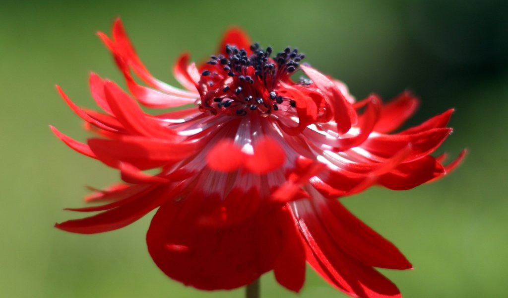 Обои цветок, лепестки, buton, centr, zerna, крупным планом, анемон, flower, petals, closeup, anemone разрешение 2396x1680 Загрузить