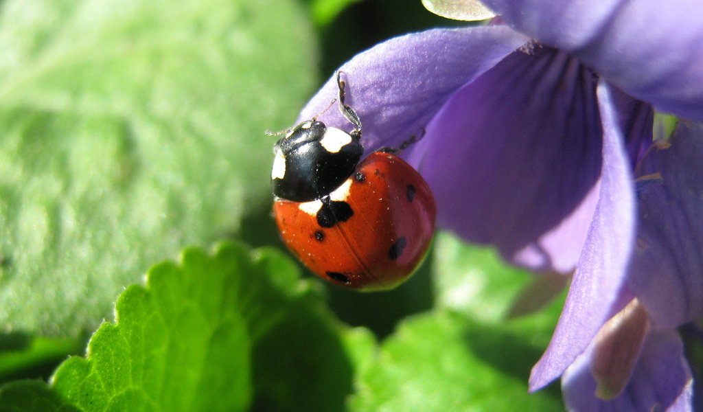 Обои цветы, жук, насекомое, божья коровка, cvety, makro, bozhya korovka, fialka, фиалка, насекрмые, flowers, beetle, insect, ladybug, violet, nasekomye разрешение 2843x2132 Загрузить