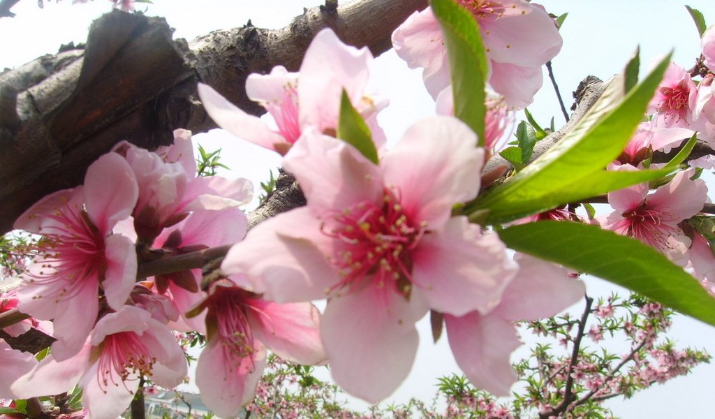 Обои цветение, весна, яблоня, cvety, rozovyj, zelenyj, flowering, spring, apple разрешение 1920x1200 Загрузить
