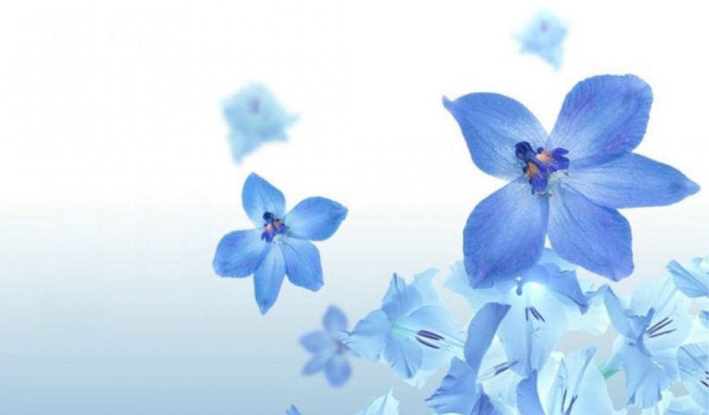 Обои цветы, лепестки, голубые, синие, cvety, priroda, sinij, flowers, petals, blue разрешение 1920x1200 Загрузить