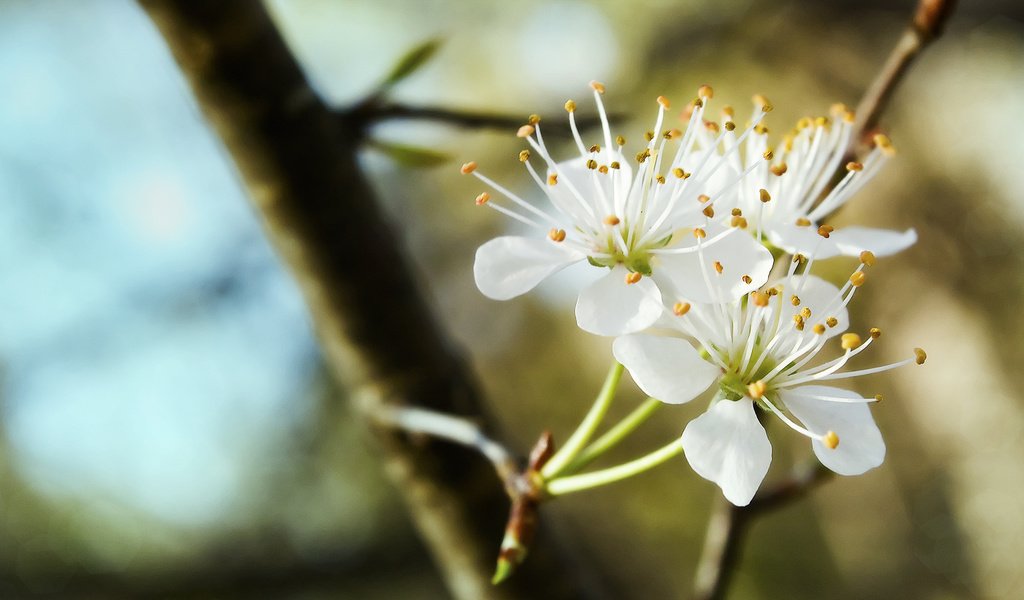 Обои ветка, цветение, весна, трио, cvetenie, belosnezhnoe, branch, flowering, spring, trio разрешение 2048x1152 Загрузить