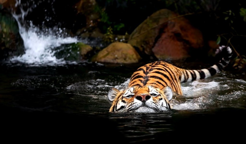 Обои тигр, вода, tiger, water разрешение 2000x1369 Загрузить