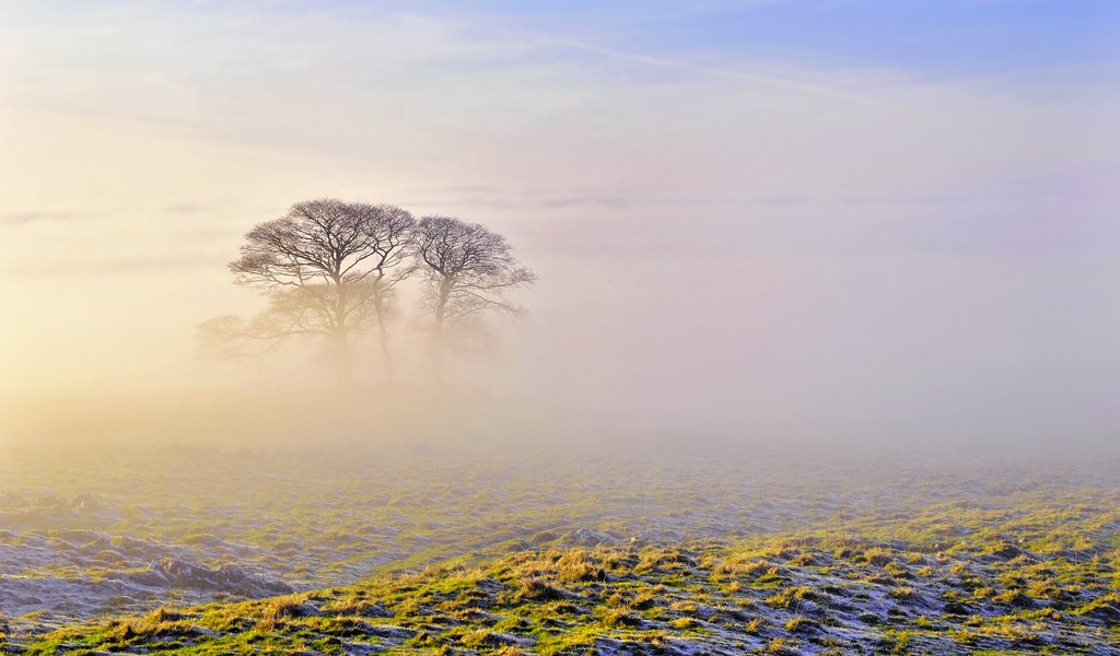 Обои небо, деревья, природа, утро, туман, the sky, trees, nature, morning, fog разрешение 2560x1600 Загрузить