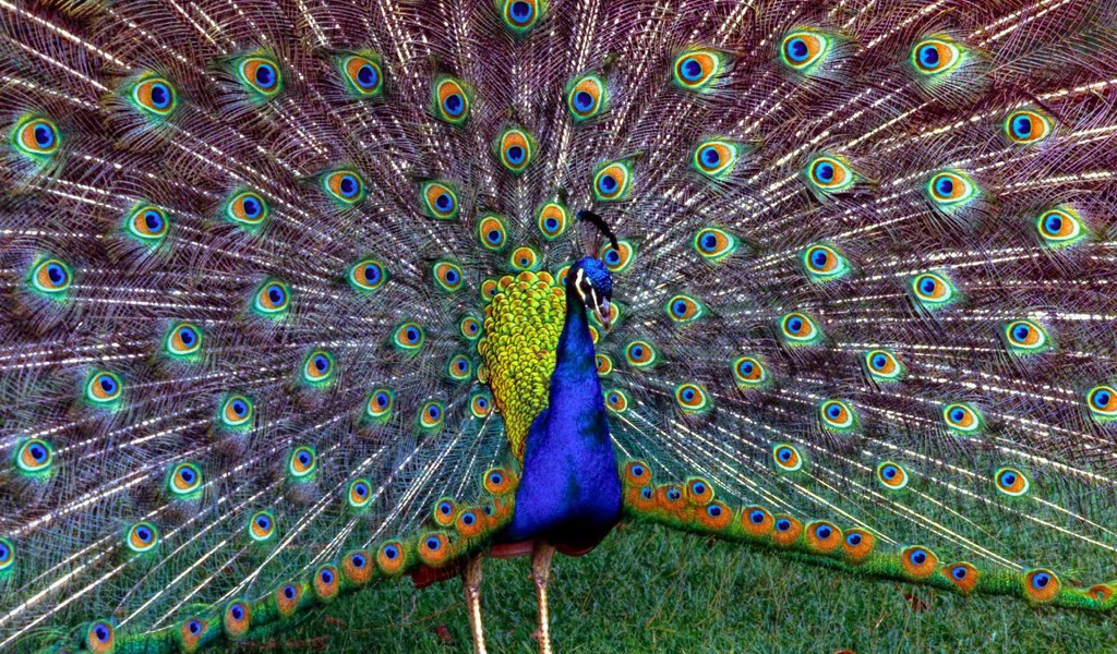 Обои трава, птица, павлин, перья, красивый, хвост, grass, bird, peacock, feathers, beautiful, tail разрешение 1920x1200 Загрузить