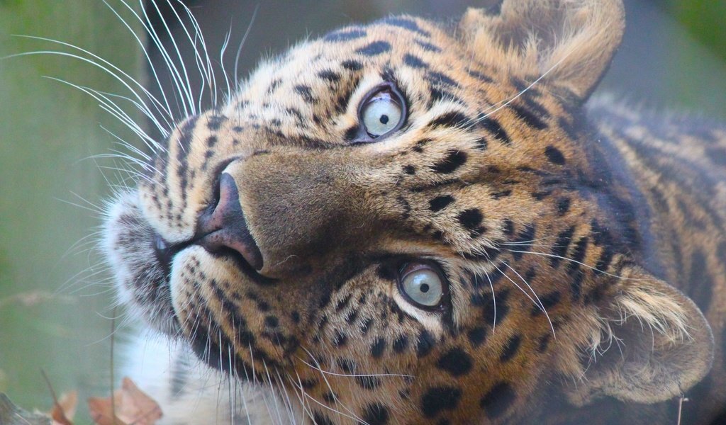 Обои морда, взгляд, леопард, хищник, большие кошка, face, look, leopard, predator, large cat разрешение 2560x1600 Загрузить