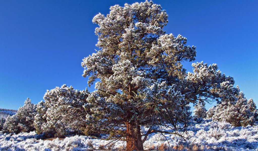 Обои небо, снег, дерево, зима, иней, день, синее, морозный, the sky, snow, tree, winter, frost, day, blue, frosty разрешение 2560x1600 Загрузить