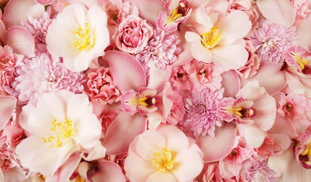 Обои цветы, rozovyj fon, альстромерии, розы, лепестки, тюльпаны, розовые, хризантемы, орхидеи, cvety, orxideya, flowers, roses, petals, tulips, pink, chrysanthemum, orchids разрешение 2560x1600 Загрузить
