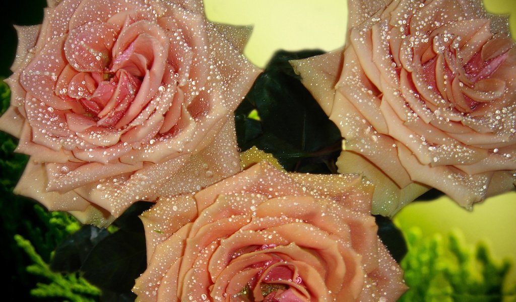 Обои цветы, капли., бутоны, роса, капли, розы, роза, лепестки, букет, flowers, drops., buds, rosa, drops, roses, rose, petals, bouquet разрешение 2560x1600 Загрузить