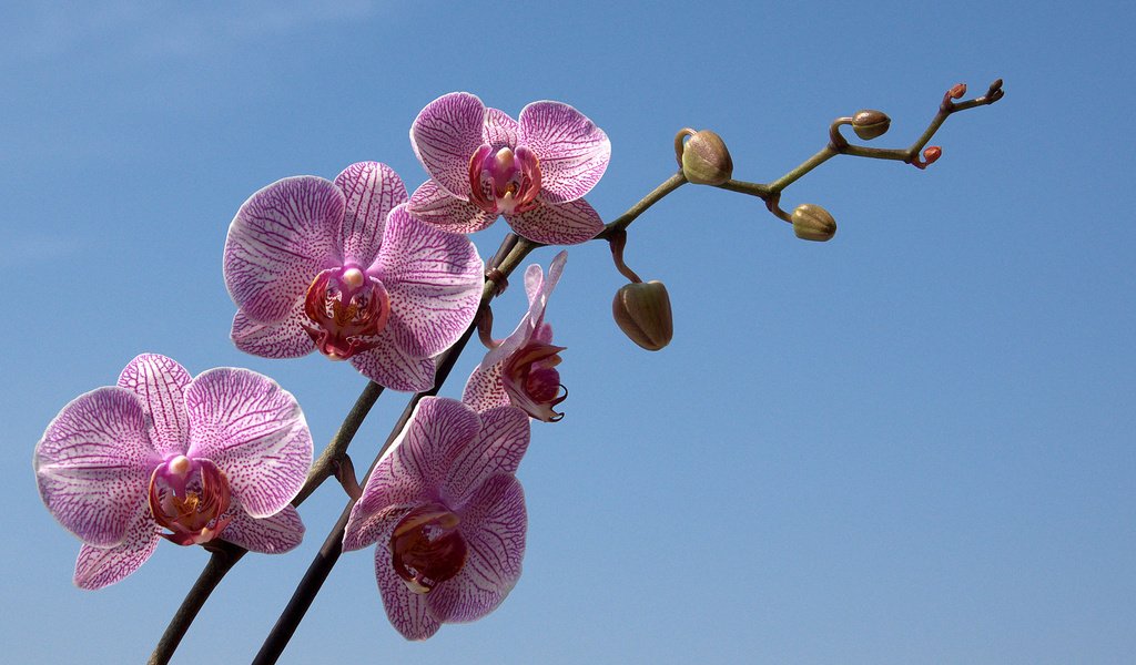 Обои небо, цветы, ветка, бутон, голубое, орхидея, the sky, flowers, branch, bud, blue, orchid разрешение 1920x1200 Загрузить