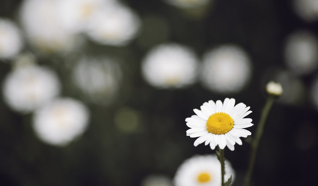 Обои цветок, ромашка, боке, cvetok, romashka, boke, flower, daisy, bokeh разрешение 4288x2848 Загрузить