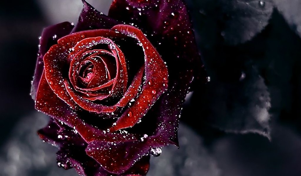 Обои роса, cvetok, kapli, roza, rosa разрешение 1920x1352 Загрузить