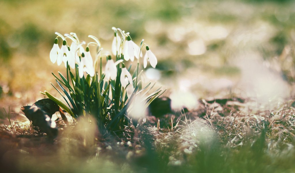 Обои цветы, природа, весна, подснежники, cvety, vesna, solnce, bliki, podsnezhniki, flowers, nature, spring, snowdrops разрешение 2560x1700 Загрузить