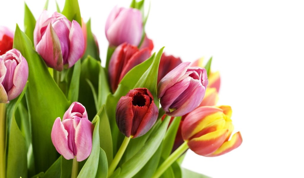 Обои букет, тюльпаны, bouquet, tulips разрешение 1920x1080 Загрузить