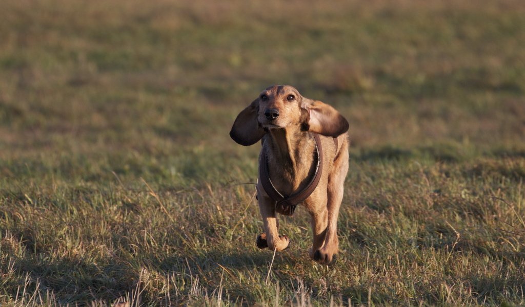 Обои трава, настроение, поле, собака, уши, такса, бег, grass, mood, field, dog, ears, dachshund, running разрешение 2560x1600 Загрузить