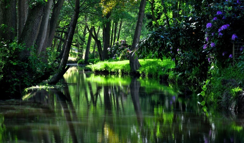 Обои цветы, деревья, река, зелень, лес, отражение, кусты, flowers, trees, river, greens, forest, reflection, the bushes разрешение 1920x1080 Загрузить