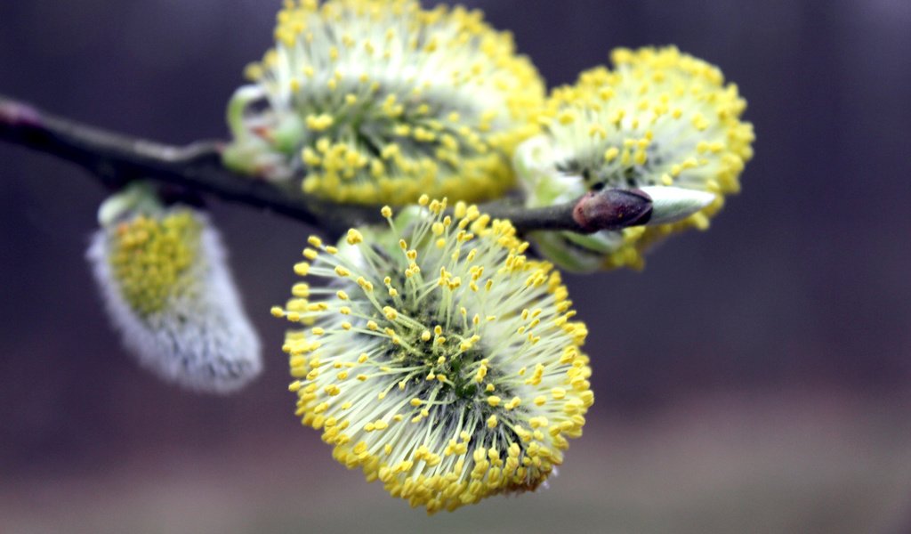 Обои ветка, цветение, макро, весна, верба, branch, flowering, macro, spring, verba разрешение 2560x1600 Загрузить