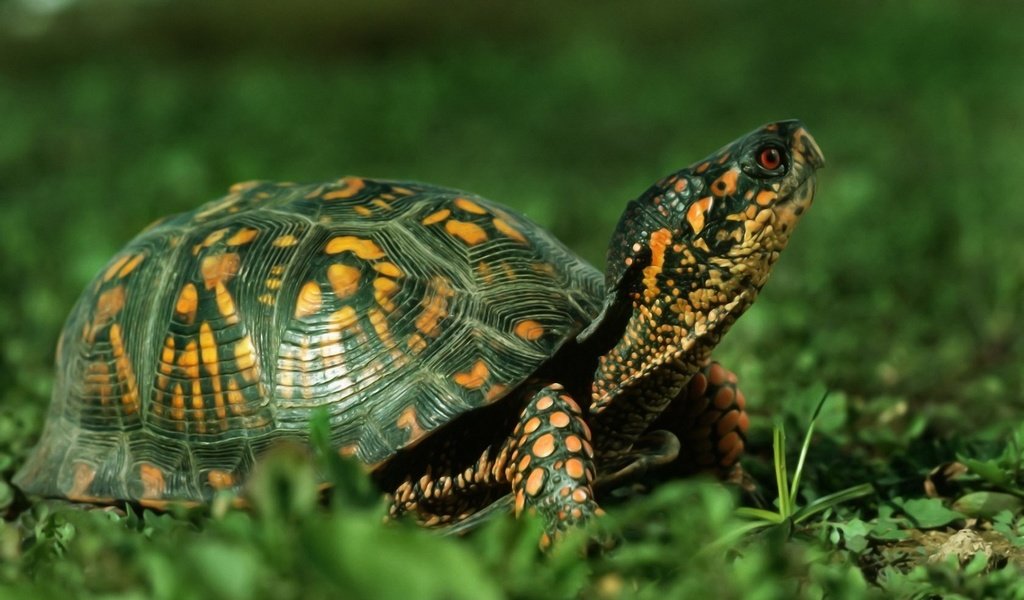 Обои трава, природа, животные, черепаха, панцирь, пресмыкающиеся, grass, nature, animals, turtle, shell, reptiles разрешение 1920x1200 Загрузить