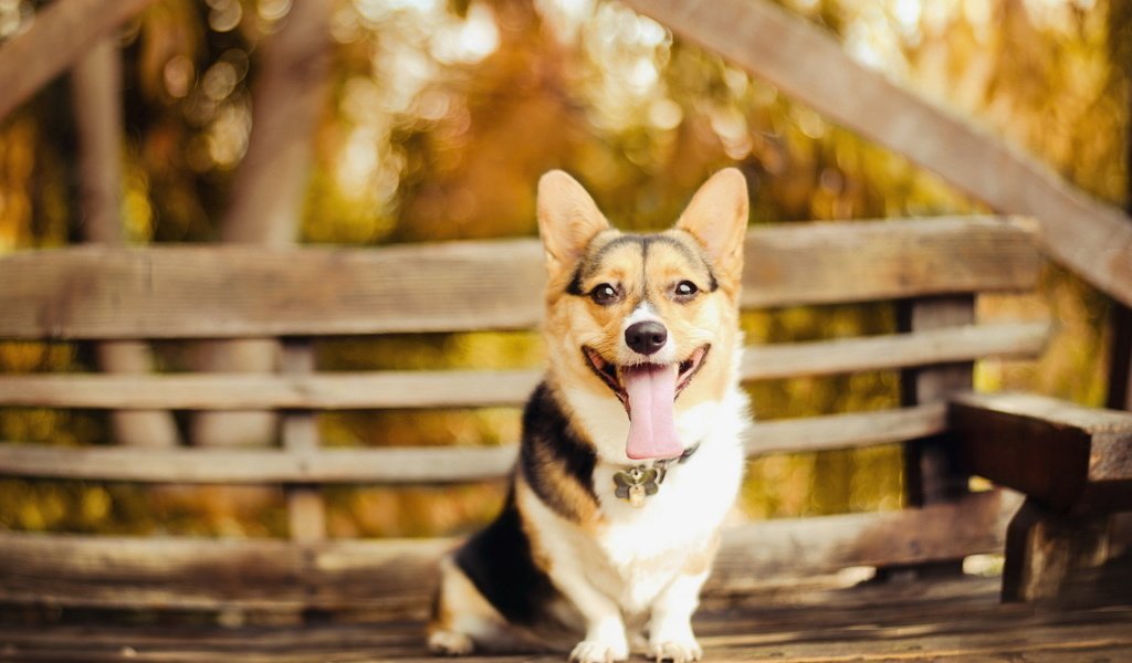 Обои взгляд, собака, скамейка, ошейник, язык, пес, вельш-корги, look, dog, bench, collar, language, welsh corgi разрешение 1920x1200 Загрузить