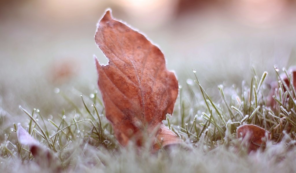 Обои трава, листья, макро, иней, осень, grass, leaves, macro, frost, autumn разрешение 3888x2592 Загрузить