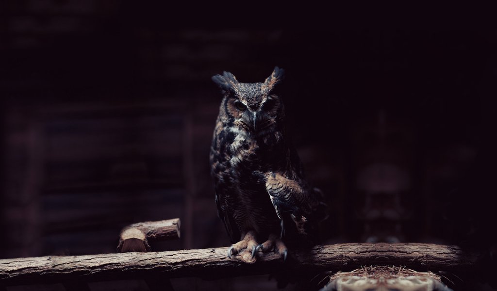 Обои сова, ветка, хищник, сидит, птица, темный фон, тени,   сова, owl, branch, predator, sitting, bird, the dark background, shadows разрешение 1920x1080 Загрузить