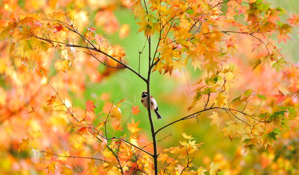 Обои дерево, листья, ветки, осень, птица, воробей, клен, tree, leaves, branches, autumn, bird, sparrow, maple разрешение 1920x1280 Загрузить