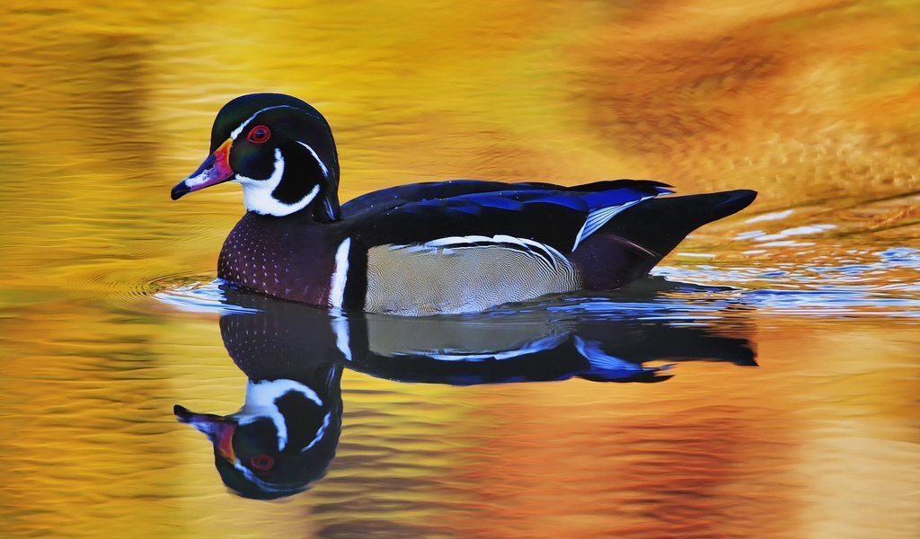 Обои вода, отражение, птица, утка, плывет, селезень, water, reflection, bird, duck, floats, drake разрешение 1920x1080 Загрузить