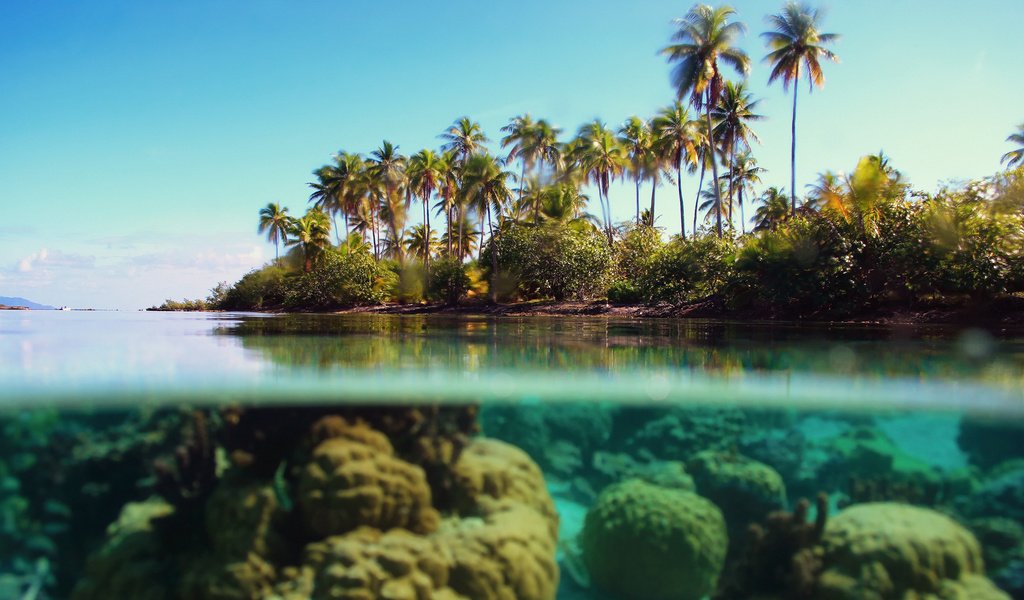 Обои море, пальмы, под водой, тропики, sea, palm trees, under water, tropics разрешение 1920x1080 Загрузить
