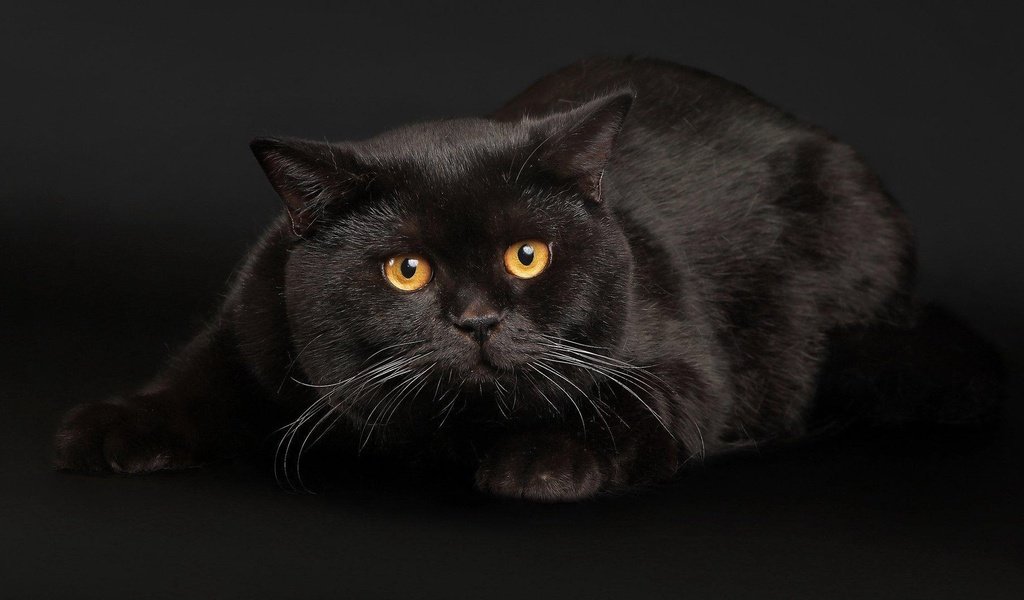 Обои кот, усы, кошка, взгляд, черный, янтарные глаза, cat, mustache, look, black, amber eyes разрешение 1920x1080 Загрузить