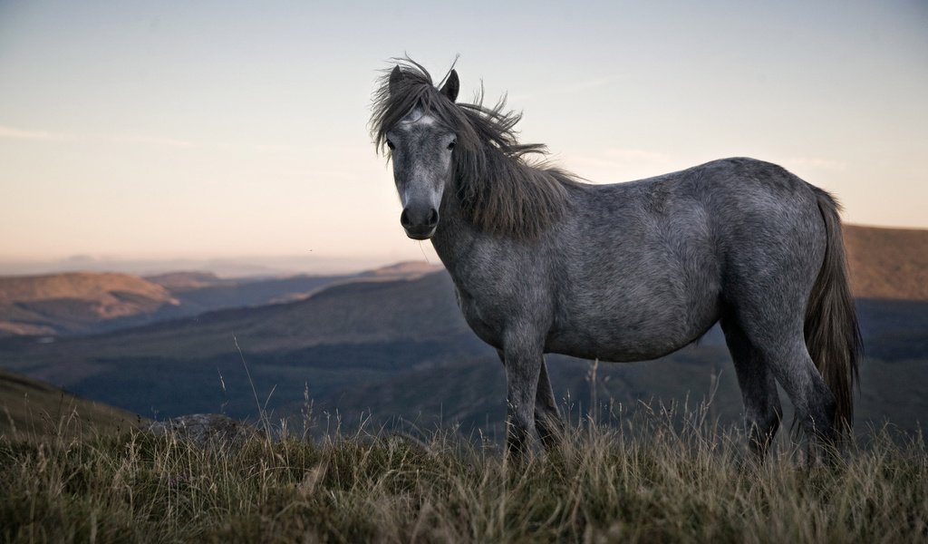 Обои лошадь, природа, конь, грива, horse, nature, mane разрешение 3000x2000 Загрузить