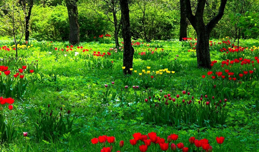 Обои цветы, трава, деревья, природа, стволы, сад, весна, тюльпаны, flowers, grass, trees, nature, trunks, garden, spring, tulips разрешение 1920x1200 Загрузить