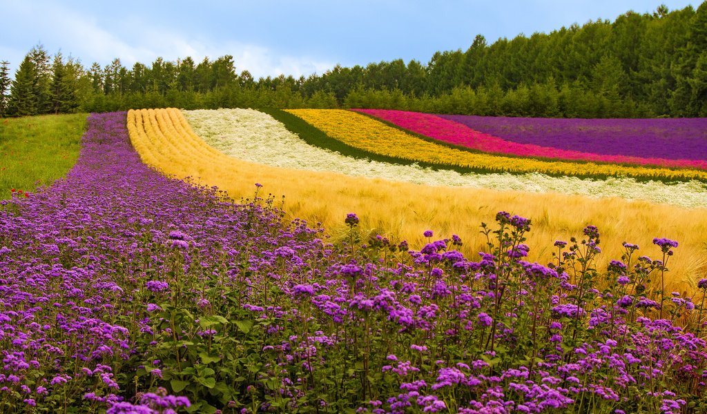 Обои цветы, деревья, растения, поле, лаванда, япония, маки, холм, flowers, trees, plants, field, lavender, japan, maki, hill разрешение 2048x1366 Загрузить