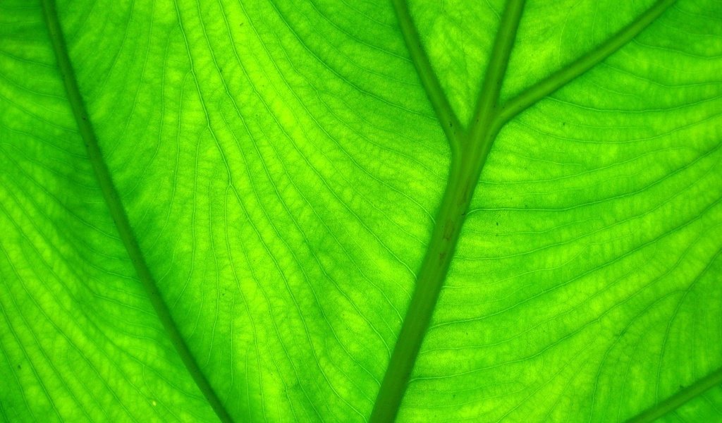 Обои зелёный, макро, лист, прожилки, green, macro, sheet, veins разрешение 1920x1080 Загрузить