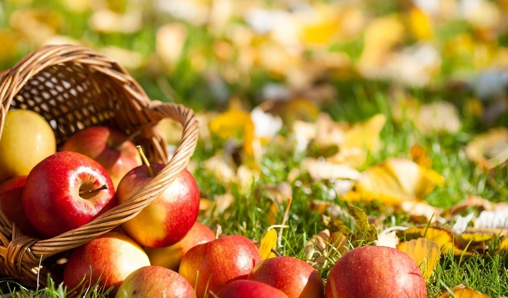 Обои трава, листья, фрукты, яблоки, осень, корзина, grass, leaves, fruit, apples, autumn, basket разрешение 1920x1200 Загрузить