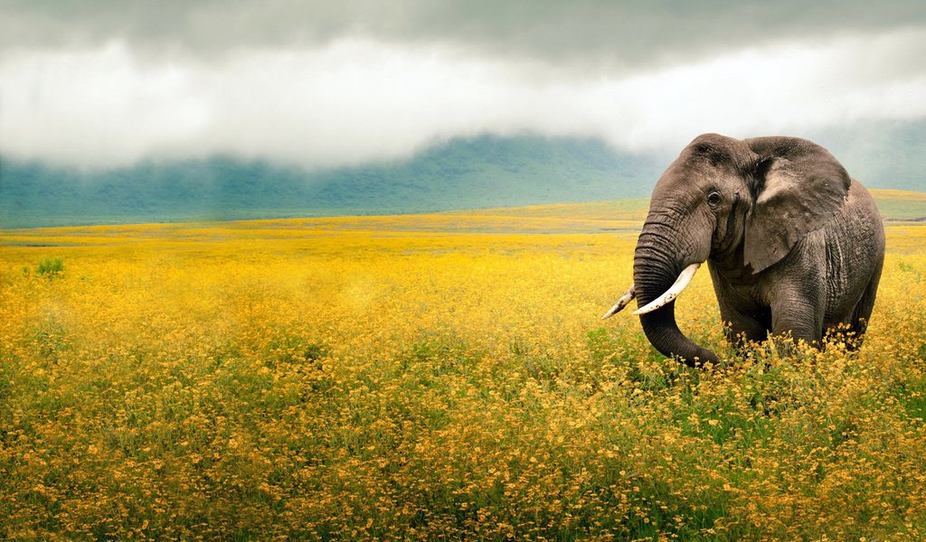 Обои небо, цветы, животные, поле, слон, уши, желтые, хобот, the sky, flowers, animals, field, elephant, ears, yellow, trunk разрешение 1920x1200 Загрузить