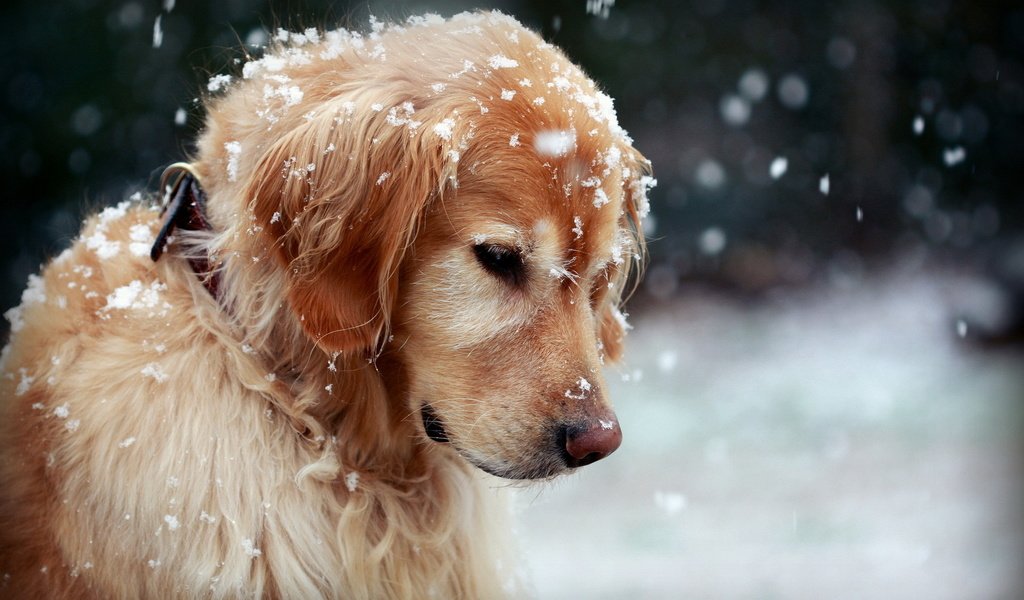 Обои снег, природа, собака, золотистый ретривер, snow, nature, dog, golden retriever разрешение 1920x1200 Загрузить