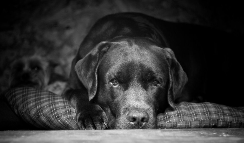 Обои взгляд, чёрно-белое, собака, друг, лабрадор, look, black and white, dog, each, labrador разрешение 2560x1600 Загрузить