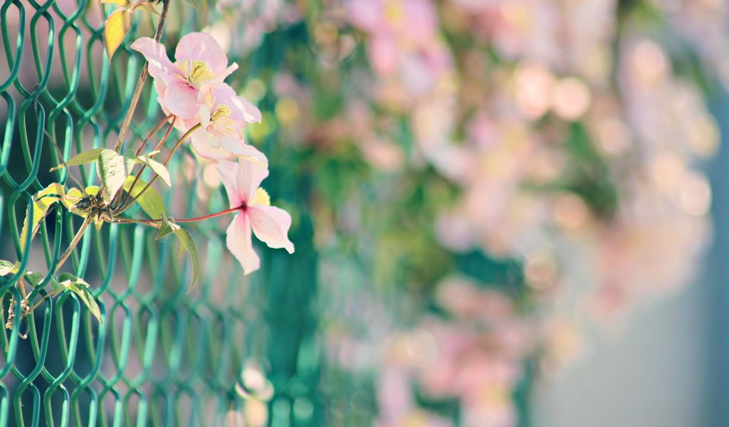 Обои цветы, природа, забор, сетка, розовые, боке, нежные., flowers, nature, the fence, mesh, pink, bokeh, gentle. разрешение 1920x1280 Загрузить