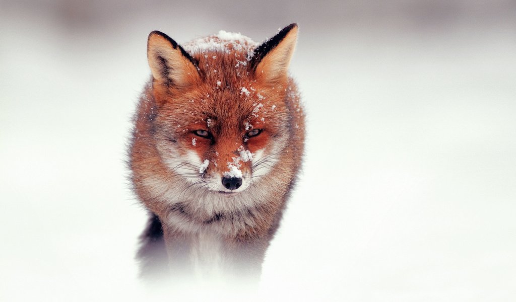 Обои снег, зима, взгляд, рыжая, лиса, лисица, snow, winter, look, red, fox разрешение 1920x1200 Загрузить