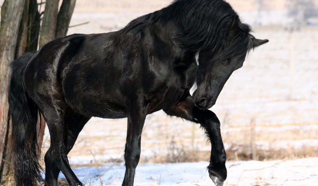 Обои лошадь, снег, дерево, зима, черный, конь, грива, horse, snow, tree, winter, black, mane разрешение 1920x1200 Загрузить