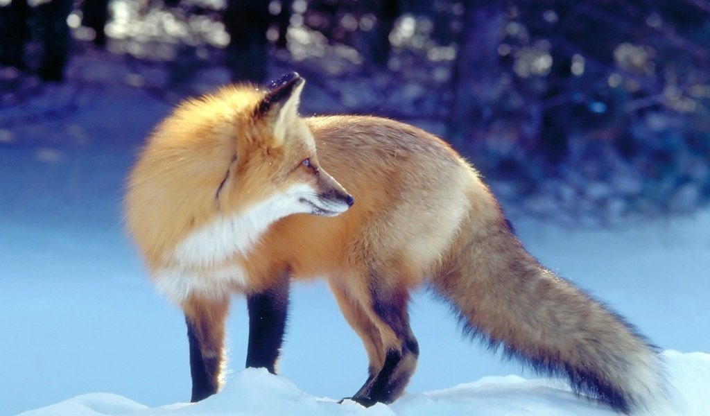 Обои снег, зима, рыжая, лиса, хищник, лисица, охота, хвост, ожидание, waiting, snow, winter, red, fox, predator, hunting, tail разрешение 2560x1600 Загрузить