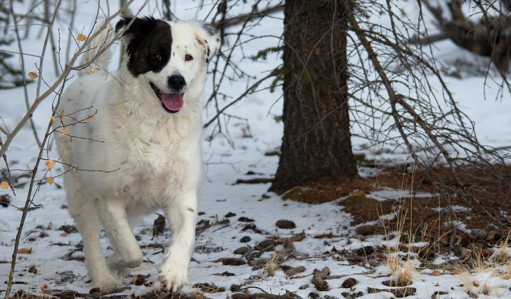 Обои деревья, снег, лес, собака, друг, бордер-колли, trees, snow, forest, dog, each, the border collie разрешение 2560x1600 Загрузить