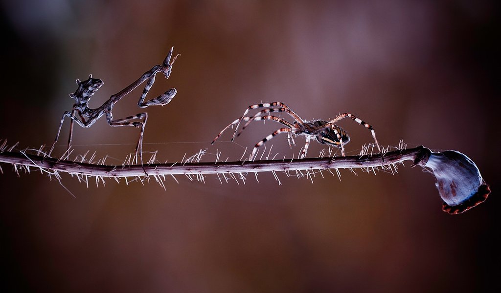 Обои фон, насекомые, растение, паук, стебель, схватка, богомол, встреча, background, insects, plant, spider, stem, fight, mantis, meeting разрешение 1920x1200 Загрузить