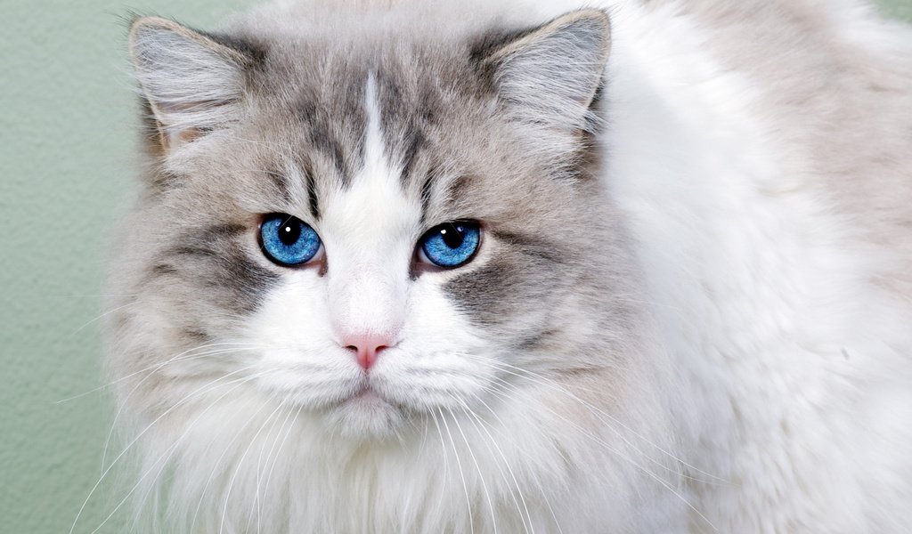 Обои морда, кот, кошка, взгляд, пушистая, голубоглазая, face, cat, look, fluffy, blue-eyed разрешение 2560x1600 Загрузить