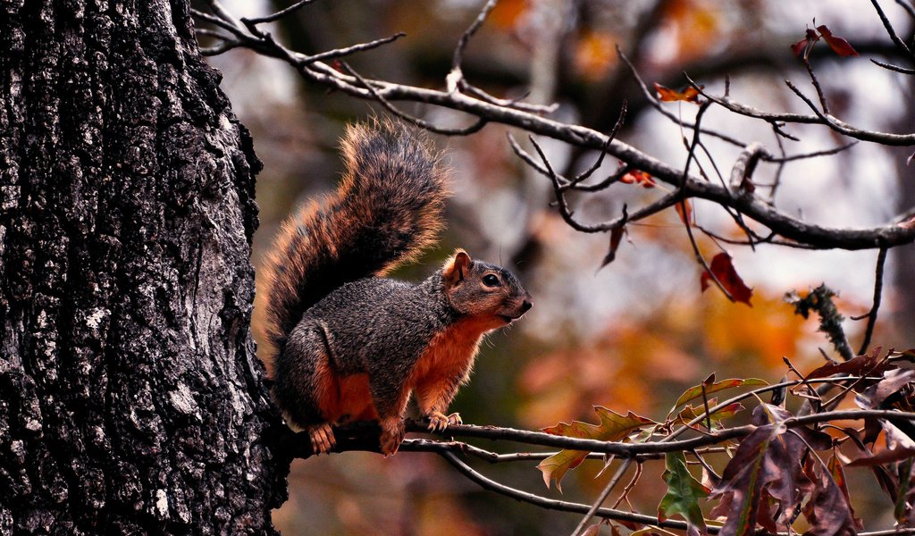 Обои дерево, лес, животные, ветки, листва, осень, белка, tree, forest, animals, branches, foliage, autumn, protein разрешение 1920x1280 Загрузить